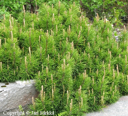 Pinus mugo, vuorimnty